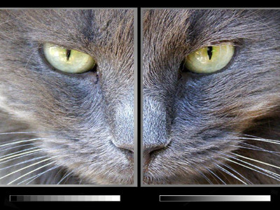 Qu'est-ce que le niveau de gris d'un écran LED ?
